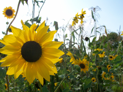 Beach Sunflower (Cucumber-Leaf) SUNFLOWER 14 g Beach Sunflower (Cucumber-Leaf) SUNFLOWER 14 g