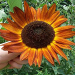 Evening Sun SUNFLOWER, ORNAMENTAL 2 g
