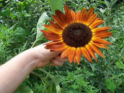 Evening Sun Sunflower 14 g Evening Sun Sunflower 14 g