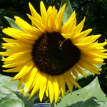 Hopi Dye SUNFLOWER DYE SEED 3 g