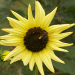 Italian White SUNFLOWER, ORNAMENTAL 1 g
