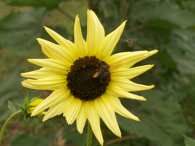 Italian White Sunflower 1 g Italian White Sunflower 1 g