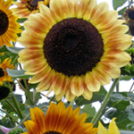 Selma Suns SUNFLOWER, ORNAMENTAL 2 g