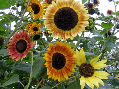 Selma Suns Sunflower 14 g Selma Suns Sunflower 14 g