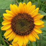 Sunspot SUNFLOWER, DWARF 4 g