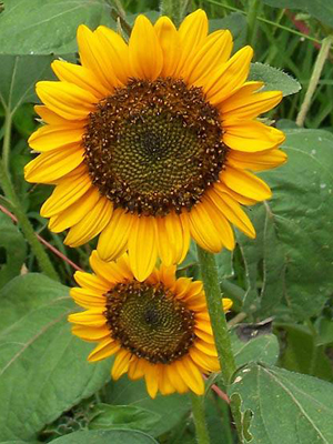 Sunspot SUNFLOWER, DWARF 4 g