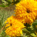 Teddy Bear SUNFLOWER, ORNAMENTAL 4 g