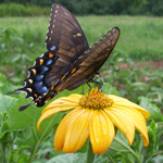 Tithonia, Yellow Torch (Mexican Sunflower) FLOWER 0.4 g