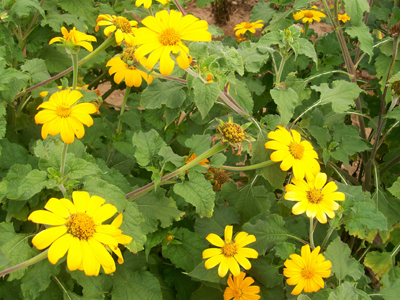 Tithonia, Yellow Torch (Mexican Sunflower) FLOWER 0.4 g Tithonia, Yellow Torch (Mexican Sunflower) FLOWER 0.4 g