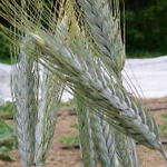 Ornamental Wheat: Silver Tip ORNAMENTAL WHEAT 5 g