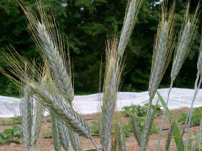Ornamental Wheat: Silver Tip ORNAMENTAL WHEAT 5 g Ornamental Wheat: Silver Tip ORNAMENTAL WHEAT 5 g