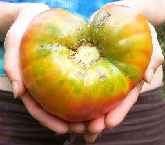 German Red Strawberry TOMATO 0.16 g German Red Strawberry TOMATO 0.16 g
