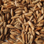 Winter Rye, Common GRAIN 228 g