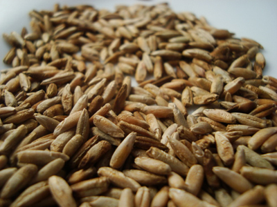 Winter Rye, Common GRAIN 1816 g Winter Rye, Common GRAIN 1816 g