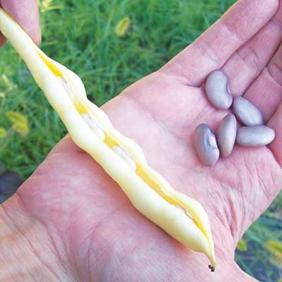 Grandma Nellie's Yellow Mushroom Bean BEAN, SNAP (POLE) 28 g