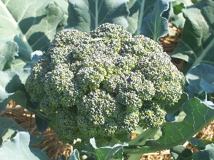 Green Goliath Broccoli 2g Green Goliath Broccoli 2g