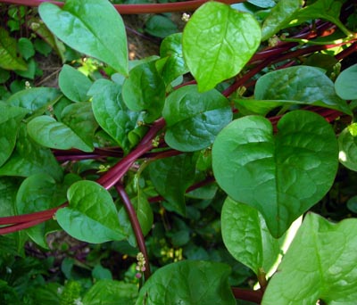 Red Malabar SPINACH, SUMMER 1 g Red Malabar SPINACH, SUMMER 1 g