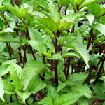 Anise-Scented Basil 0.25g