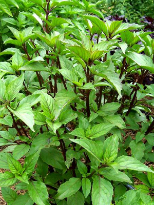 Anise-Scented Basil 0.25g Anise-Scented Basil 0.25g
