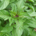 Cinnamon Basil 0.25g