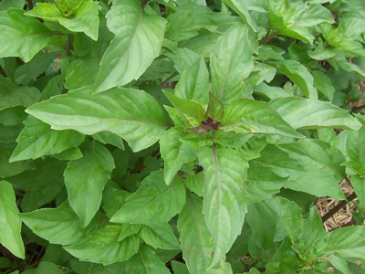 Cinnamon Basil 0.25g