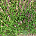Eritrean Basil 0.12g
