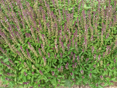 Eritrean Basil 0.12g