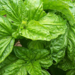 Lettuce Leaf Basil 0.25g