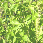 Mrs. Burns Lemon Basil 0.12g
