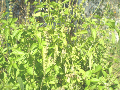 Mrs. Burns Lemon Basil 0.12g