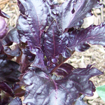 Purple Ruffles Basil 0.15g