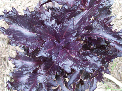 Purple Ruffles Basil 0.15g