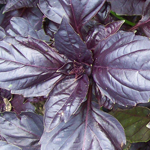 Red Rubin Basil 0.12g