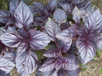 Red Rubin Basil 0.12 g Red Rubin Basil 0.12 g