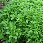Spicy Bush Basil 0.15g