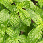 Sweet Genovese Basil 0.45g