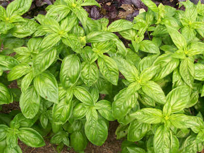 Sweet Genovese Basil 0.45 g Sweet Genovese Basil 0.45 g