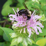 Wild Bergamot HERB / NATIVE PLANT 0.1 g Wild Bergamot HERB / NATIVE PLANT 0.1 g