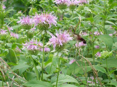 Wild Bergamot HERB / NATIVE PLANT 0.1 g Wild Bergamot HERB / NATIVE PLANT 0.1 g