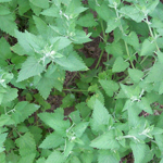 Catnip - Herb 0.45g