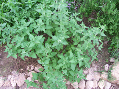 Catnip - Herb 0.45g Catnip - Herb 0.45g