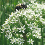 Chives, Garlic HERB / NATIVE PLANT 0.7 g