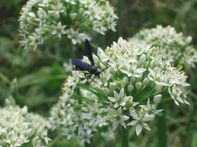 Chives, Garlic HERB / NATIVE PLANT 0.7 g