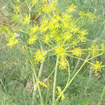 Dill, Bouquet HERB / NATIVE PLANT 14 g