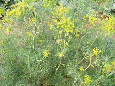 Dill, Bouquet HERB / NATIVE PLANT 0.75 g