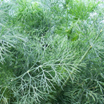Dill, Fernleaf HERB / NATIVE PLANT 0.75 g