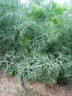 Dill, Fernleaf HERB / NATIVE PLANT 0.75 g
