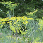 Dill, Long Island Mammoth HERB / NATIVE PLANT 14 g