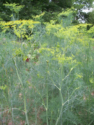 Dill, Long Island Mammoth HERB / NATIVE PLANT 0.75 g Dill, Long Island Mammoth HERB / NATIVE PLANT 0.75 g
