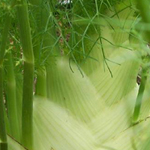 Fennel, Florence - Herb 1g Fennel, Florence - Herb 1g